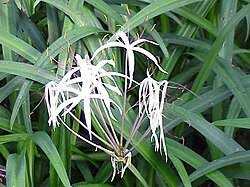 Image result for Crinum rautanenianum