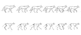 Wolf Walking Cycle Wolf Walking Walking Animation Animation Art Character Design