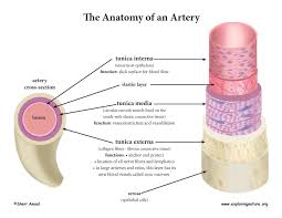 They are vital for carrying nutrients, oxygen and waste around the body. Blood Vessel Anatomy Advanced