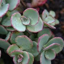 Learn more about the different types of succulent plants with our 1800flowers succulent plant guide! Sedum Sieboldii October Daphne Stonecrop Whorls Of Succulent Eucalyptus Like Blue Green Leaves Edged In Plum Termin Sedum Succulents Deer Resistant Plants