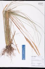 Image result for Aristida meridionalis