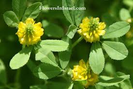 Image result for Trifolium campestre