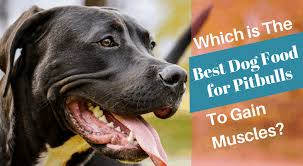 The 8 best dog foods for pitbulls: Which Is The Best Dog Food For Pitbulls To Gain Muscles