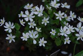 Sottobosco paoli la natura sulla tua tavola. Anemonella Thalictroides Sguardo Nel Verde Torino