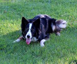 Here at tlc animal hospital we offer 4 types of appointments in an effort to be available to all of our clients. House Calls Solano County Pet Sitting And Dog Walking Services