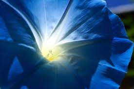 Morning Glory Flower Meaning Blue Morning Glory Blue Flowers Flower Meanings