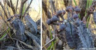 Image result for Euphorbia pseudopetiolata
