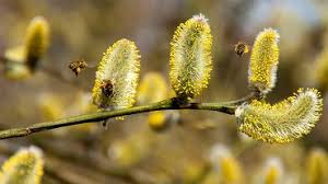 Poczujesz, że swędzą cię oczy, a każde. Pogoda Dla Alergikow Kalendarz Pylen Brzoza Olcha Cis Topola Wierzba Leszczyna