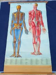 Secondly, they needed to be accurate. Vtg Denoyer Geppert Anatomy Chart Pulldown Medical Human Body Art Skeleton Map 162 40 Picclick Uk