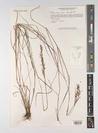 Image result for Capillipedium