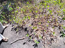 Image result for Ficus verruculosa