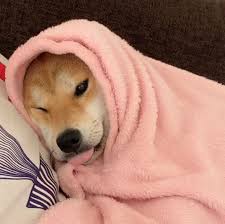 Torukou Tumblr Com Post 167939518020 Amp Hayvan Mizahi Komik Kopek Resimleri Hayvan Bebekler