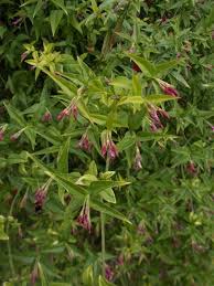 Image result for Jasminum beesianum