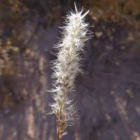 Image result for Enneapogon desvauxii