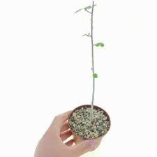 Image result for Commiphora kua
