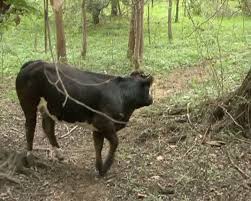 Mă bucur că am șansa să mă implic mai mult pentru mehedinți. CÄƒutÄƒri Disperate Ale Unor Vaci DispÄƒrute In MehedinÅ£i Sef Garda De Mediu Sunt SemisÄƒlbatice Si Periculoase