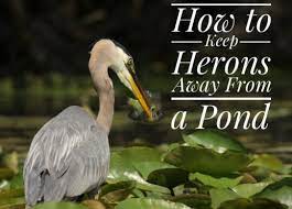 This section will teach you how to keep herons out of your pond for good. How To Keep Birds Away From A Pond 9 Examples Help Your Pond
