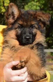 Black And Red German Shepherd Puppies For Sale In Ohio Long Coat German Shepherd Puppy By Grunwald Haus Usa German Shepherd Dogs German Shepherd Puppies Shepherd Dog