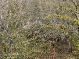 Image result for Acacia pentagona