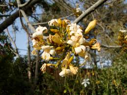 Image result for Brachychiton australis