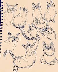 Babycoconutcat Art Drawing Cats Cat Sketch Cats Illustration Animal Sketches