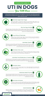 15 Home Remedies For Uti In Dogs You Will Love Dog Uti Uti Remedies Home Remedies For Uti