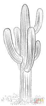 The most common saguaro cactus print material is cotton. Saguaro Blumenzeichnungen Blumen Zeichnung Blumenzeichnung