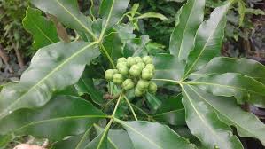 Image result for Vepris