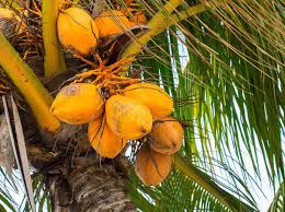 13 Different Types Of Coconuts That Grow Around The World Coconut Palm Tree Coconut Tree Coconut Varieties