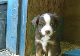 Meet ginger, cute, adorable, sweet, part english cutie. Miniature Australian Shepherd Puppy Dog For Sale In Scappoose Oregon