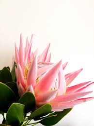 My Photo Of My Fav King Protea Protea Flower Protea Art Beautiful Flowers