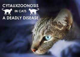 How To Spot And Prevent Cytauxzoonosis In Cats Allivet Pet