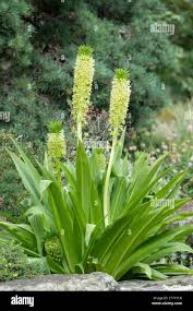 Image result for Eucomis autumnalis