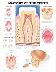 Anatomy Of The Teeth Mouth Poster 66x51cm Anatomical Chart Human Body Doctor