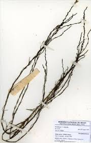 Image result for Striga aspera