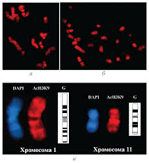 Pkvgames merupakan nama aplikasi poker diperangkat smartphone android dan iphone ios dimana berguna untuk member dapat bermain poker online melalui . Study Of Acetylated Histone H3k9 An Active Chromatin Mark In Chromosomes From Adult And Fetal Human Lymphocytes Efimova Ecological Genetics