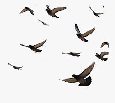 Goose Transparent Flock Dove Transparent Background Pigeon Flying Png Free Transparent Clipart Clipartkey Are you looking for flying pigeon png psd or vectors? goose transparent flock dove