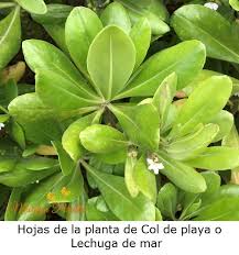 En primer lugar, antes de entrar en detalle sobre los cuidados que debes realizar a este tipo de planta, debes tener en cuenta ¿cómo se reproducen las plantas suculentas? Cactus Y Suculentas Arboles Y Flores En Republica Dominicana