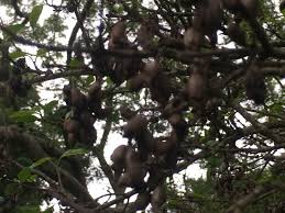 Image result for Canthium inerme