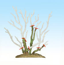Wann und wie schneidet man rosen? Kleines 1 1 Des Rosenschnittes Birchmeier Spruhtechnik Ag