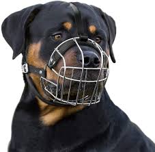 Registration fees · check list for registration · import of dogs to sri lanka · export of dogs from sri lanka. Amazon Com Bronzedog Dog Muzzle Wire Basket Rottweiler Adjustable Leather Straps L Pet Supplies