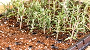 Image result for rosemary cuttings
