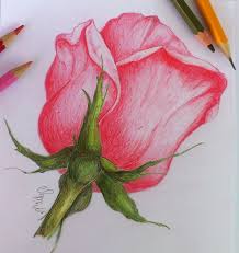 Matite Colorate Disegno Rosa Stilizata Petali Di Colore Rosa Stelo Fiore Verde Disegni Di Rose Disegni A Pastello Disegno Fiori