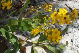 Image result for Ochnaceae