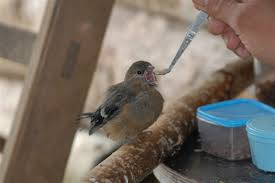Nourrir Un Oiseau