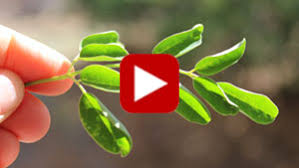 Moringa oleifera is an edible plant native to asia and africa that is also cultivated around the world. Benefits Of Moringa A Nutritious Superfood And Natural Multivitamin