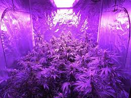 It features a folding and slim profile design that is quick and easy to install. Full Spectrum Light For Plants Grow Lights Led Grow Lights Best Led Grow Lights