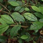 Image result for Leptaulus