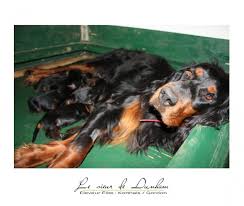 Irish and european records show both white and red. Gordon Setter Le Sieur De Dunham Breeder Eleveurs Ca