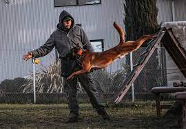 Maybe you would like to learn more about one of these? Bay Area Dog Training By Spectrum Canine Board And Train Obedience Puppy Training